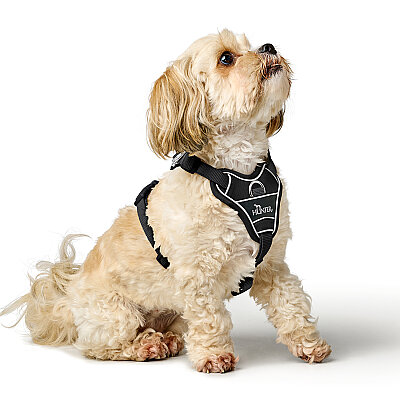 Hunter Köpek Göğüs Tasması Harness Divo Up 52-68/S-M - 5