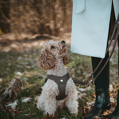 Hunter Köpek Göğüs Tasması Harness Love Kahve 37-40/XS-S - 6