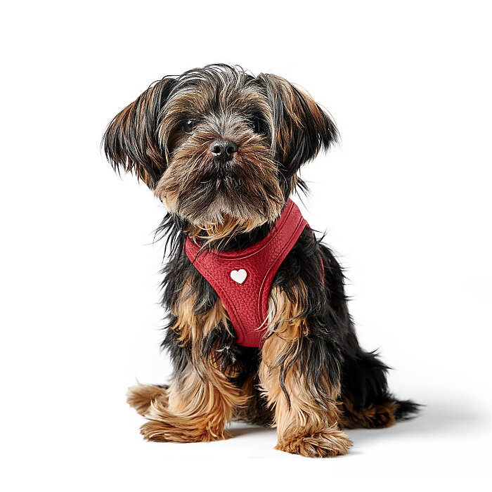 Hunter Köpek Göğüs Tasması Harness Love Kırmızı 33-37/XS - 5