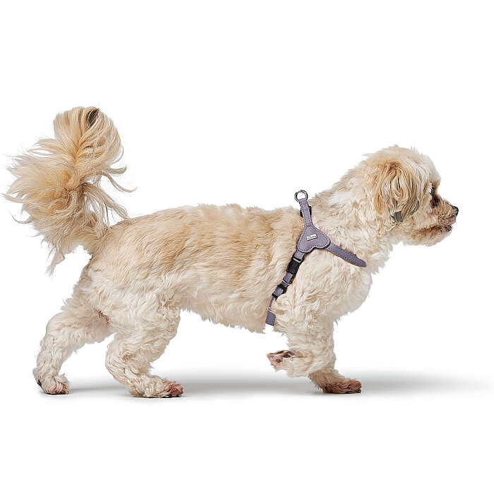 Hunter Köpek Göğüs Tasması Harness Soho Mini Gri 26-31/XXS-XS - 6