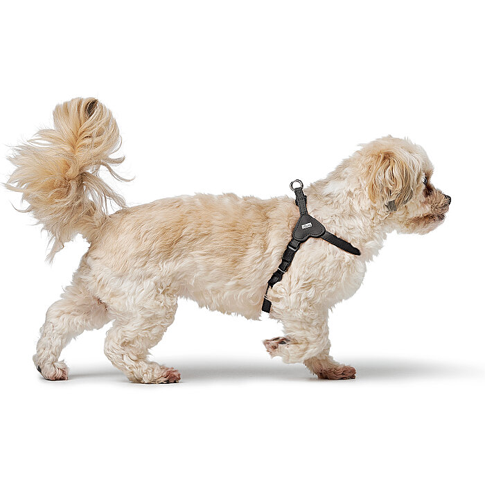 Hunter Köpek Göğüs Tasması Harness Soho Mini Siyah 28-34/XXS-XS - 6