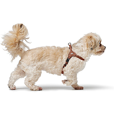 Hunter Köpek Göğüs Tasması Harness Soho Mini Taba 33-44/XS-S - 6