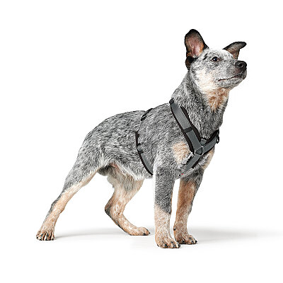 Hunter Köpek Göğüs Tasması Maldon Up Siyah Gri 37-53/XS-S - 6