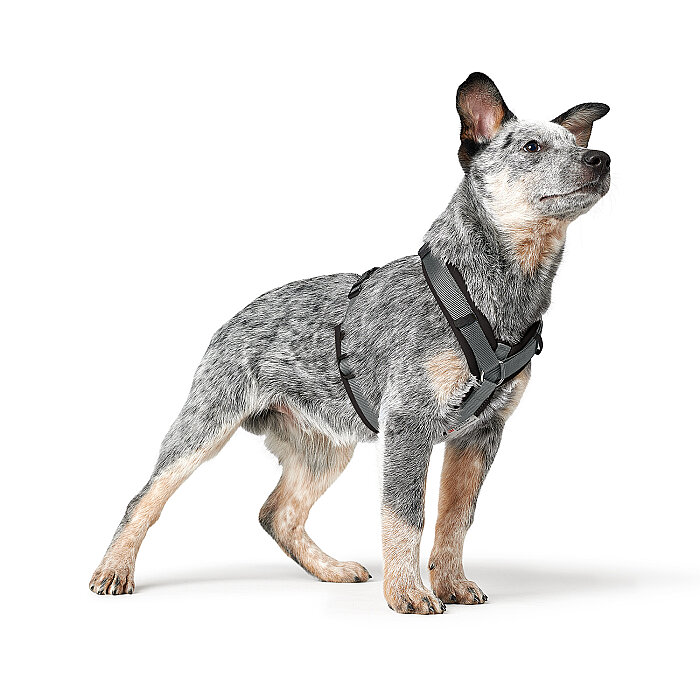 Hunter Köpek Göğüs Tasması Maldon Up Siyah Gri 37-53/XS-S - 6