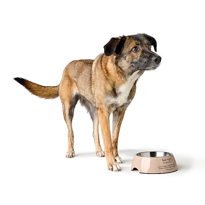 Hunter Köpek Mama Kabı Luton Bej 160ml - 5