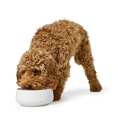 Hunter Köpek Mama Kabı Mora Beyaz 160ml - 3