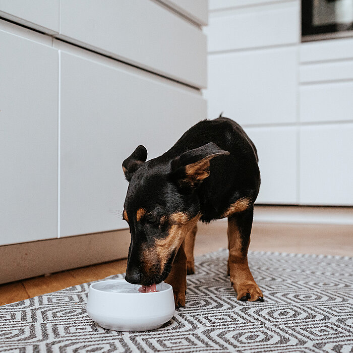 Hunter Köpek Mama Kabı Mora Beyaz 160ml - 5