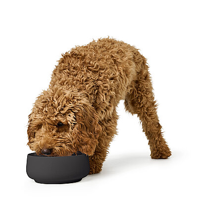 Hunter Köpek Mama Kabı Mora Siyah 350ml - 3