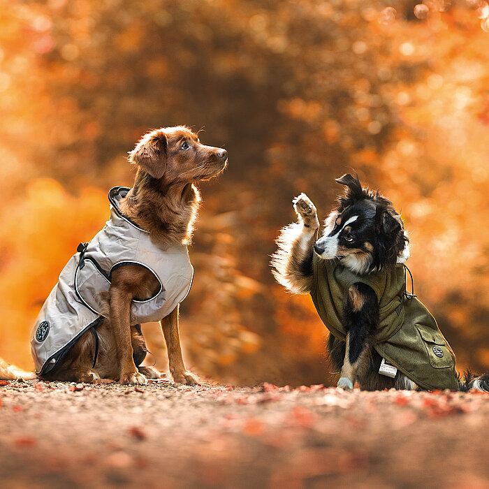 Hunter Köpek Montu Uppsala Trend Haki 35 - 6