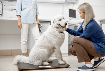 Köpeklerde İdeal Beslenme ve Kilo Kontrolü