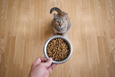 Kısırlaştırılmış Kedilerin Beslenme Gereksinimleri