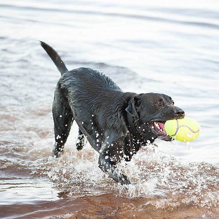 KONG AirDog Amerikan Futbol Topu Şeklinde Köpek Oyuncağı L - 3