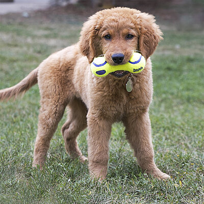 KONG AirDog Dambıl Şeklinde Köpek Oyuncağı M - 3