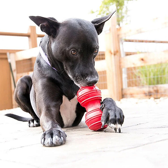 KONG Dental Diş Temizliği Sağlayan Köpek Oyuncağı L - 2