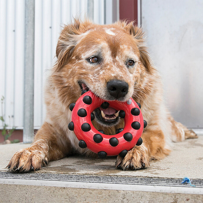 KONG Dotz Circle Halka Şeklinde Köpek Oyuncağı L - 2