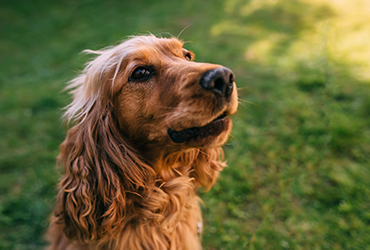 Köpeklerde Tüy Bakımı