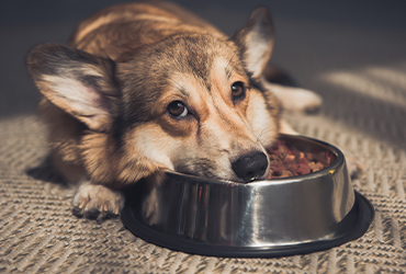 Köpeklerde Yeme Bozukluğu ve Önlenmesine Yönelik Beslenme Yaklaşımları