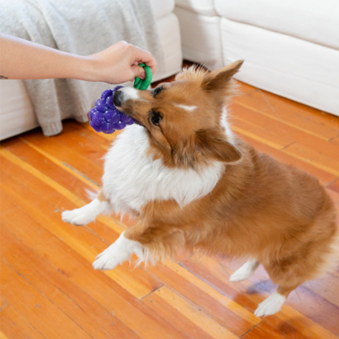 Nina Ottosson Dental Grapes Köpek Çiğneme Oyuncağı - Üzüm - 3