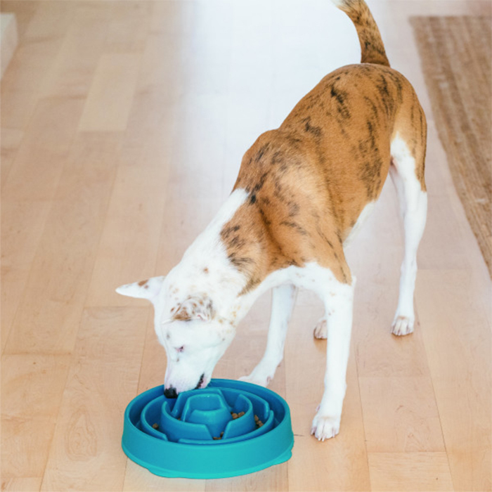 Outward Hound Fun Feeder Drop Yavaş Yeme Mama Kabı Large - Turkuaz - 4