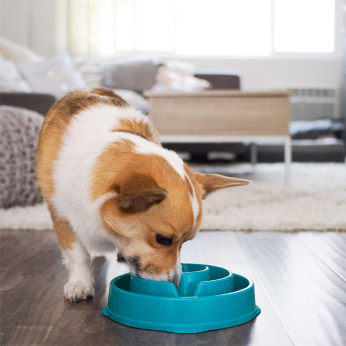 Outward Hound Fun Feeder Drop Yavaş Yeme Mama Kabı Medium - Turkuaz - 3
