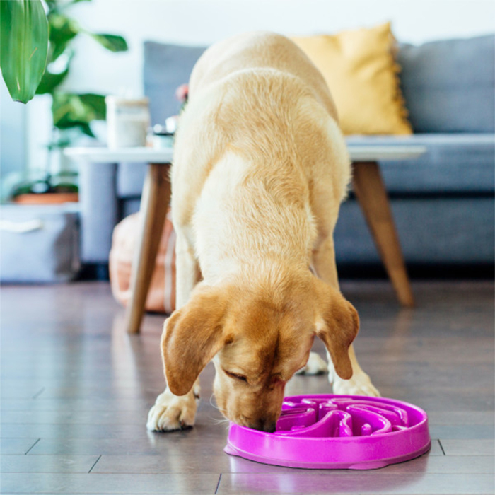 Outward Hound Fun Feeder Flower Yavaş Yeme Mama Kabı Large - Mor - 5