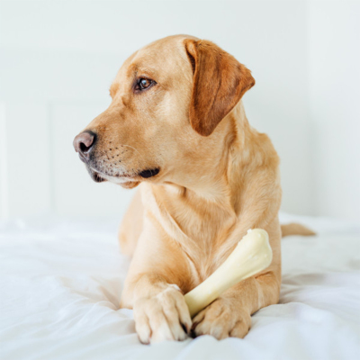 Petstages Chick A Bone Tavuk Aromalı Köpek Çiğneme Kemiği Medium - 5