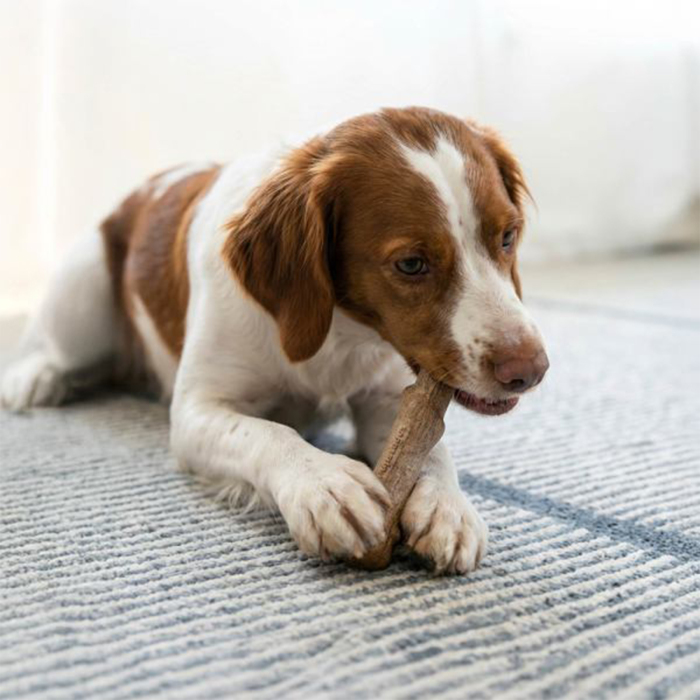 Petstages Dogwood Köpek Ahşap Çiğneme Çubuğu Medium - 4