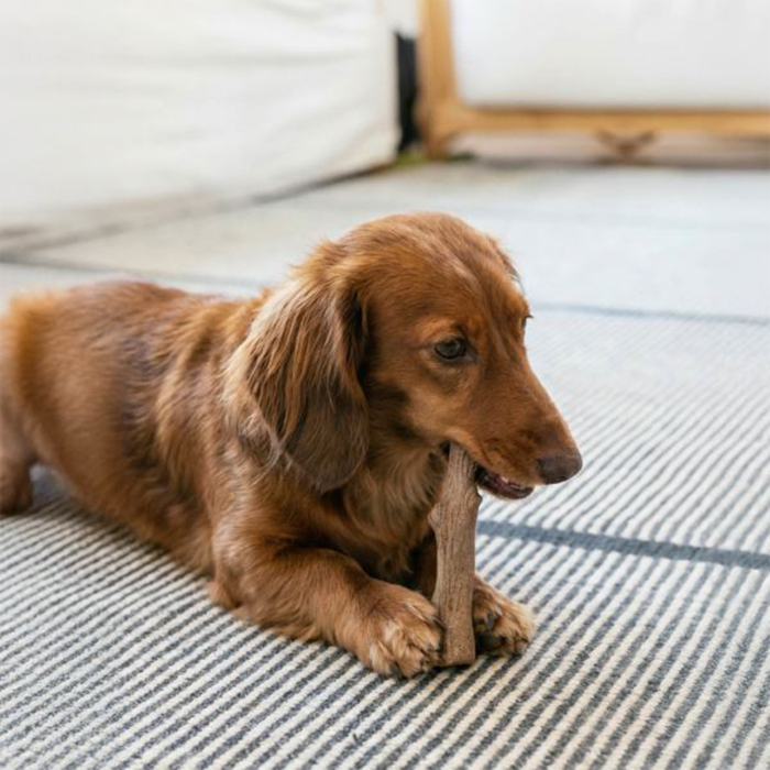 Petstages Dogwood Köpek Ahşap Çiğneme Çubuğu Small - 4