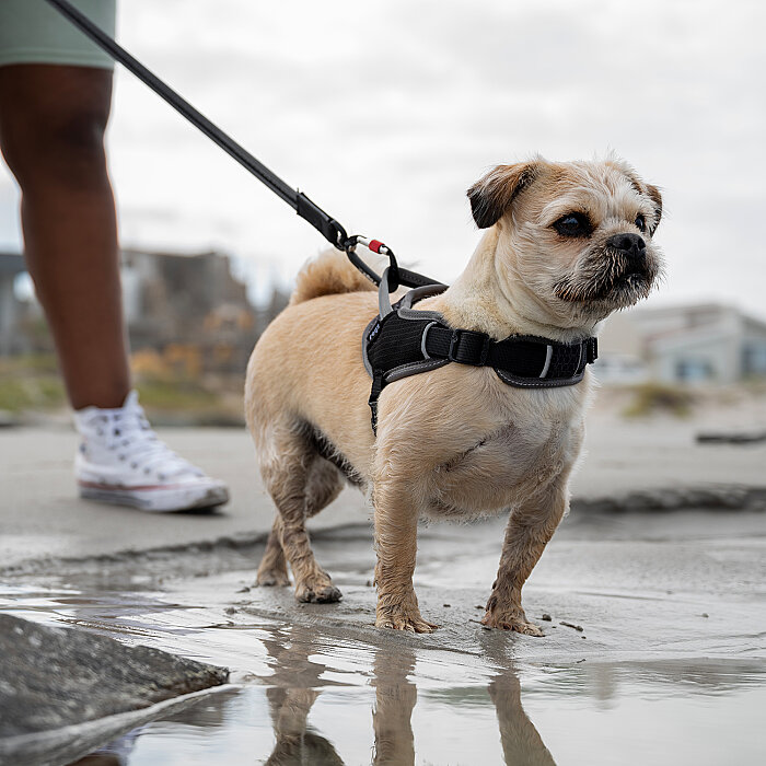 Rogz Air Tech Sport Harness Köpek Göğüs Tasması Medium - Siyah - 2