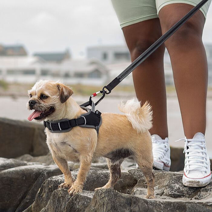 Rogz Air Tech Sport Harness Köpek Göğüs Tasması Medium - Siyah - 3