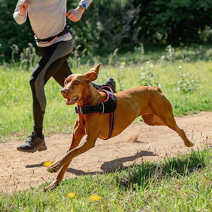 Rogz Air Tech Sport Harness Köpek Göğüs Tasması Small - Kırmızı - 2