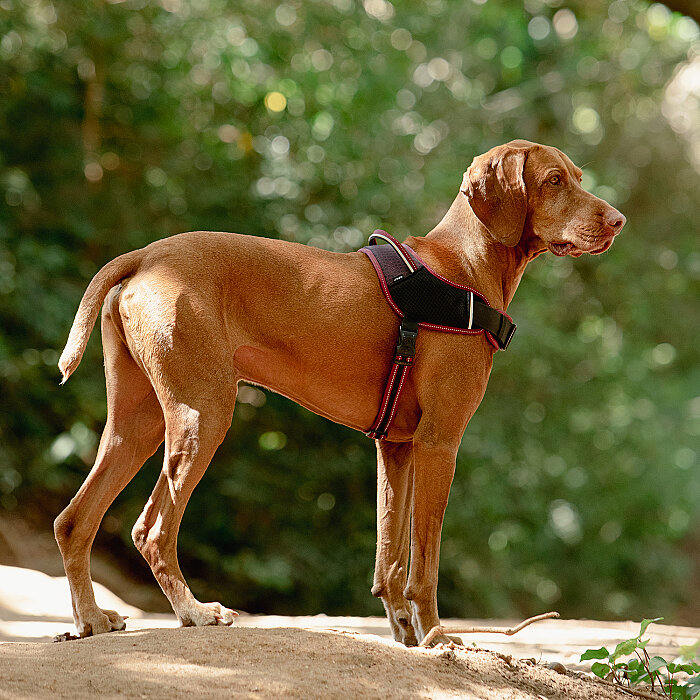 Rogz Air Tech Sport Harness Köpek Göğüs Tasması Small - Kırmızı - 3