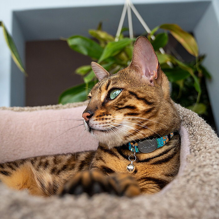 Rogz Catz Fusioncat Collar Kedi Boyun Tasması - Desenli Turkuaz - 3