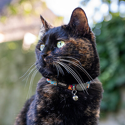 Rogz Catz Fusioncat Collar Kedi Boyun Tasması - Desenli Turkuaz - 4