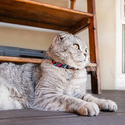 Rogz Catz Fusioncat Collar Kedi Boyun Tasması - Turkuaz - 3