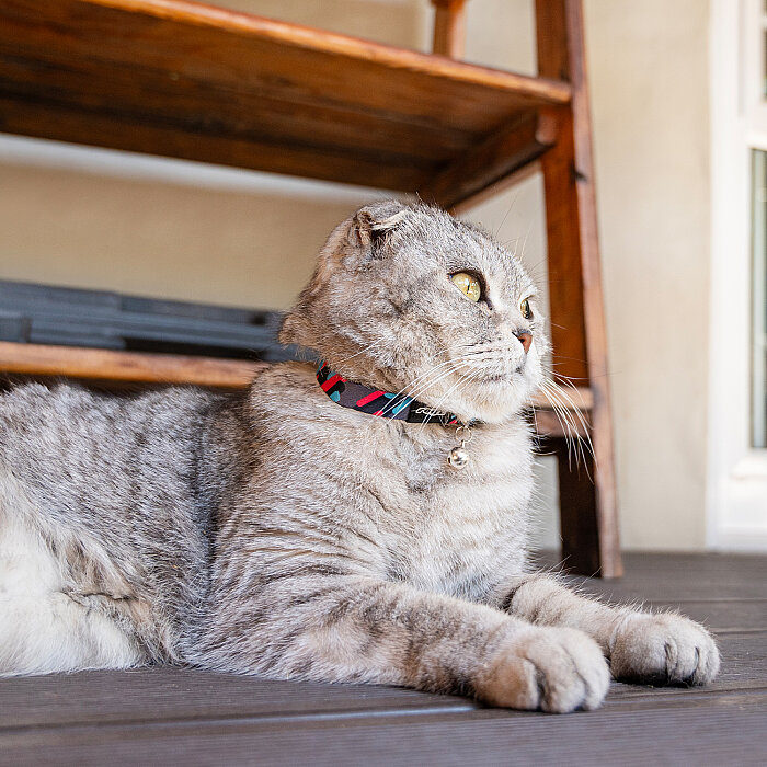 Rogz Catz Fusioncat Collar Kedi Boyun Tasması - Turkuaz - 3