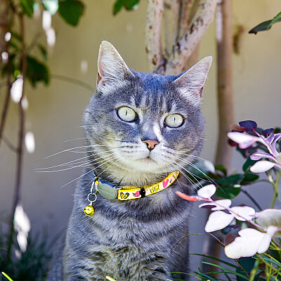 Rogz Catz Reflectocat Collar Kedi Boyun Tasması - Sarı - 4