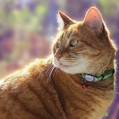 Rogz Catz Reflectocat Collar Kedi Boyun Tasması - Yeşil - 4