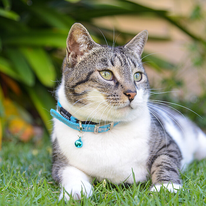 Rogz Catz Sparklecat Collar Kedi Boyun Tasması - Turkuaz - 4