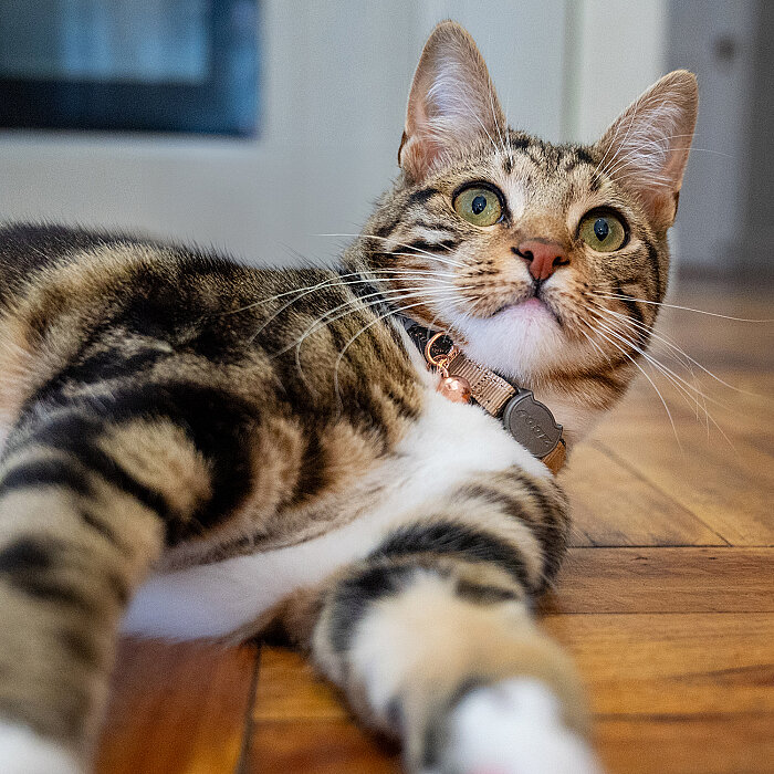 Rogz Catz Urbancat Collar Kedi Boyun Tasması - Kahverengi - 3