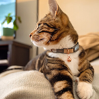 Rogz Catz Urbancat Collar Kedi Boyun Tasması - Kahverengi - 4