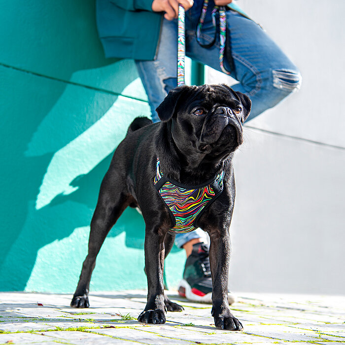 Rogz Fashion Tuig Köpek Göğüs Tasması Small - Siyah - 3