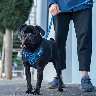 Rogz Fashion Tuig Köpek Göğüs Tasması Xsmall - Mavi - 3