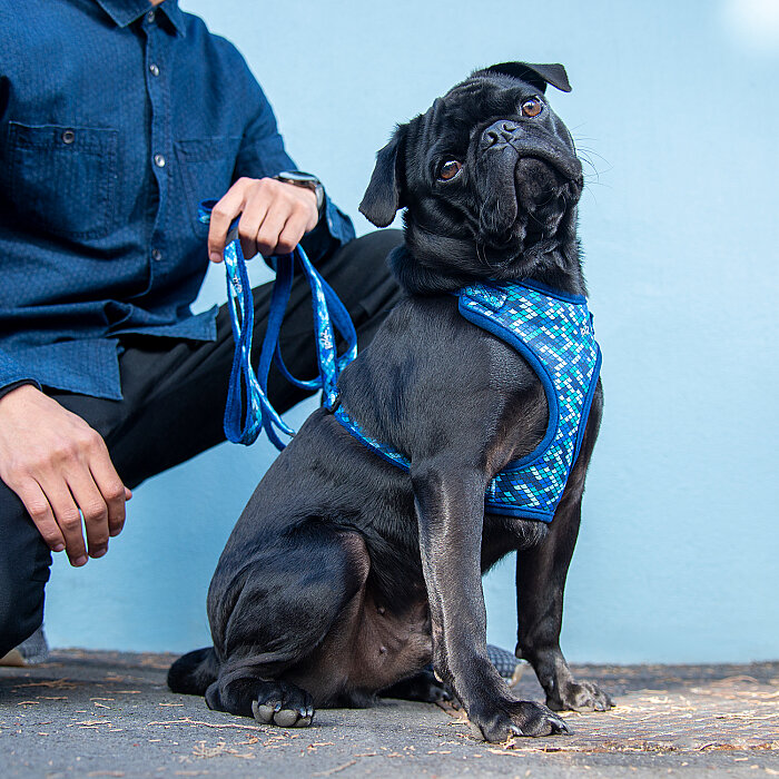 Rogz Fashion Tuig Köpek Göğüs Tasması Xsmall - Mavi - 4
