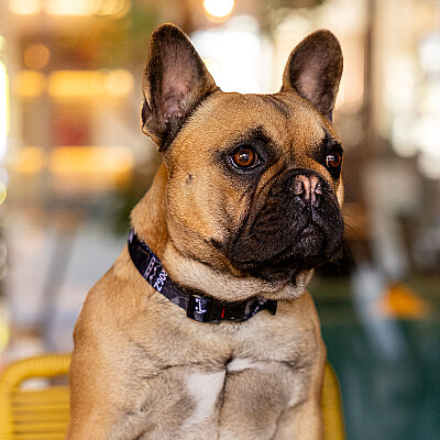 Rogz Fusion Collar Köpek Boyun Tasması Small - Gece Siyahı - 3