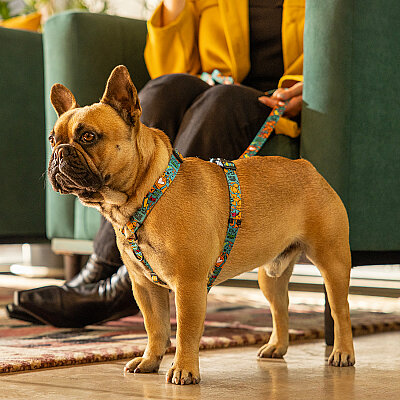 Rogz Fusion Harness Köpek Göğüs Tasması Small - Turkuaz - 3
