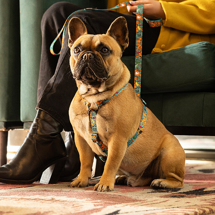 Rogz Fusion Harness Köpek Göğüs Tasması Small - Turkuaz - 4