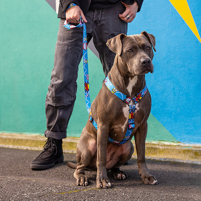 Rogz Fusion Line Köpek Gezdirme Kayışı Medium - Mavi - 3
