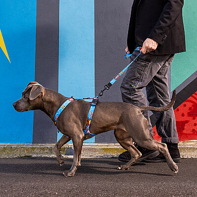 Rogz Fusion Line Köpek Gezdirme Kayışı Small - Mavi - 4