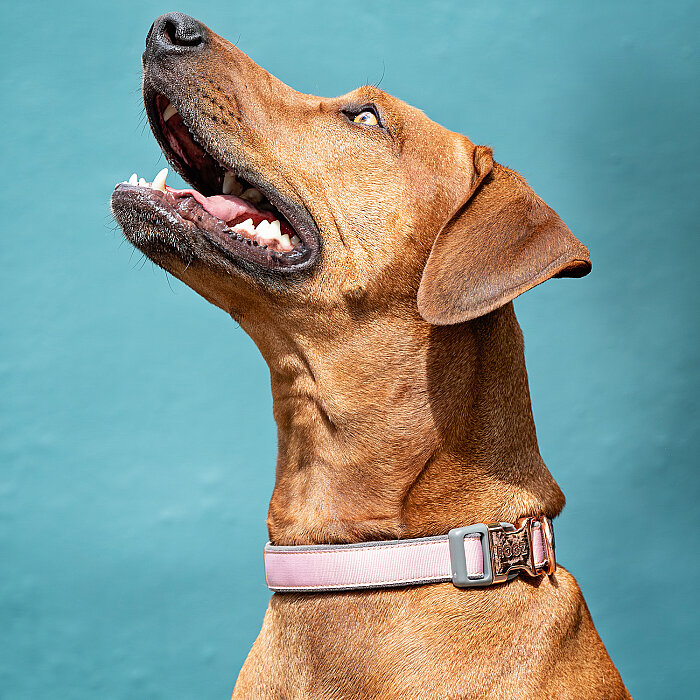 Rogz Urban Collar Köpek Boyun Tasması Small - Pembe - 3